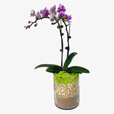 Mini Variegated Orchid Plant